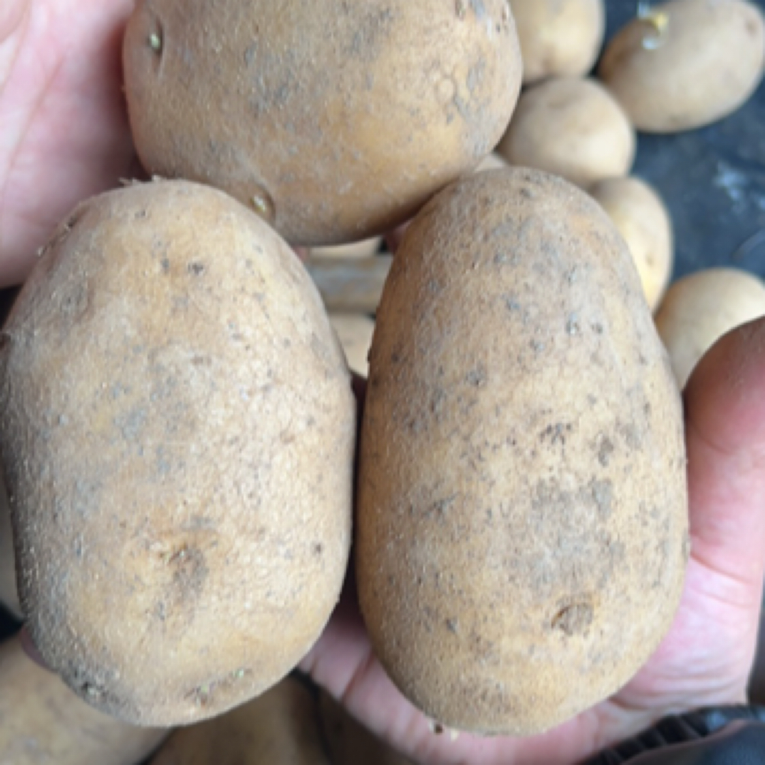 沙糯粉面开花的黄皮黄心新鲜土豆可煎炒烹炸