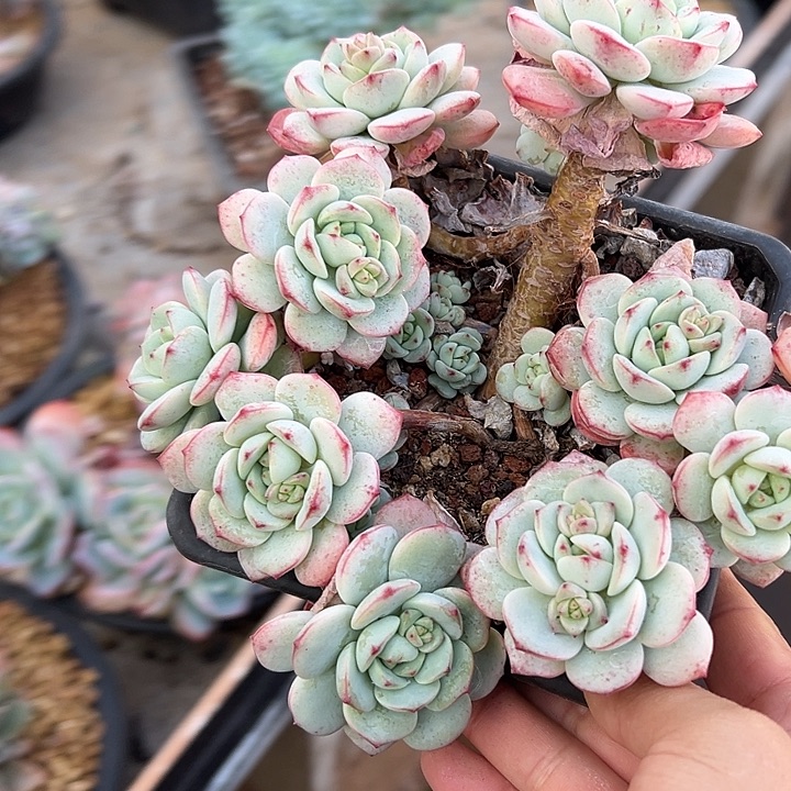 香草群生多头多肉