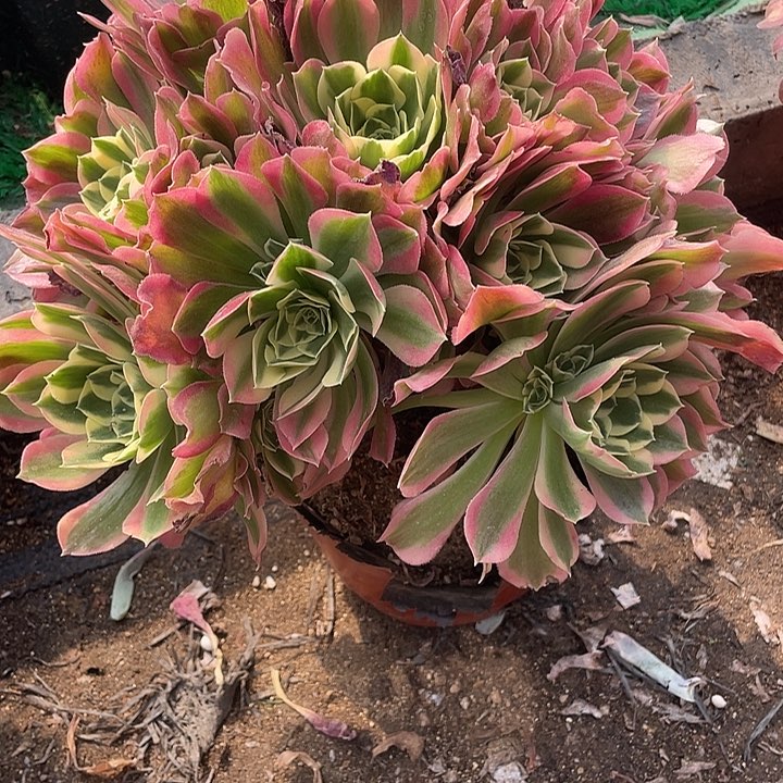  102号白凤多肉植物
