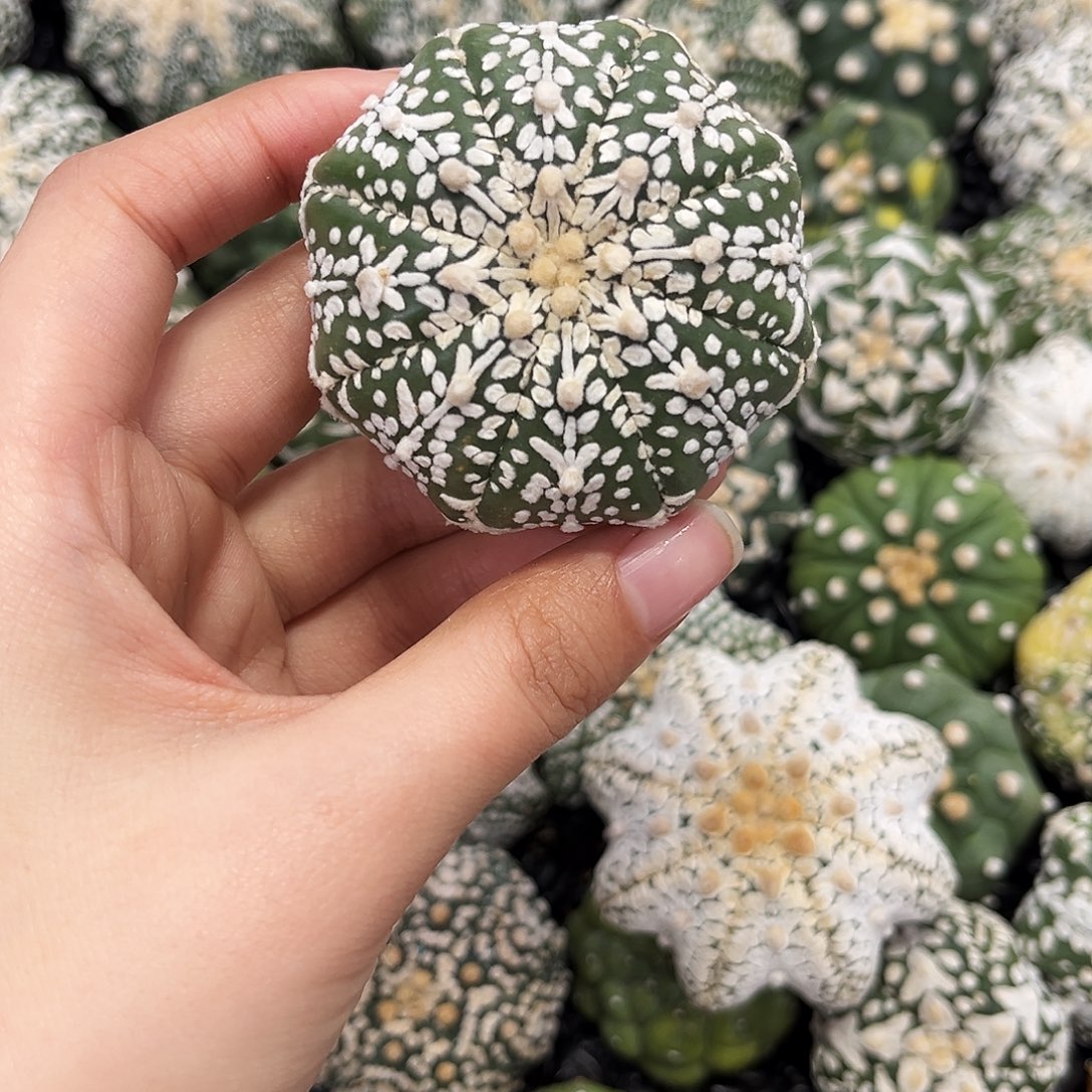 琉璃ｖ兜哈哈哈哈haha