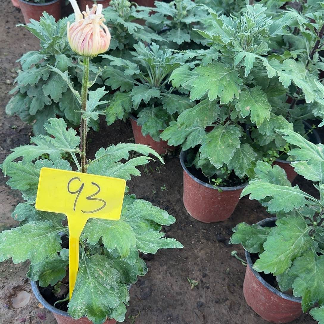 *****大部分花苞少量开放93斗雪