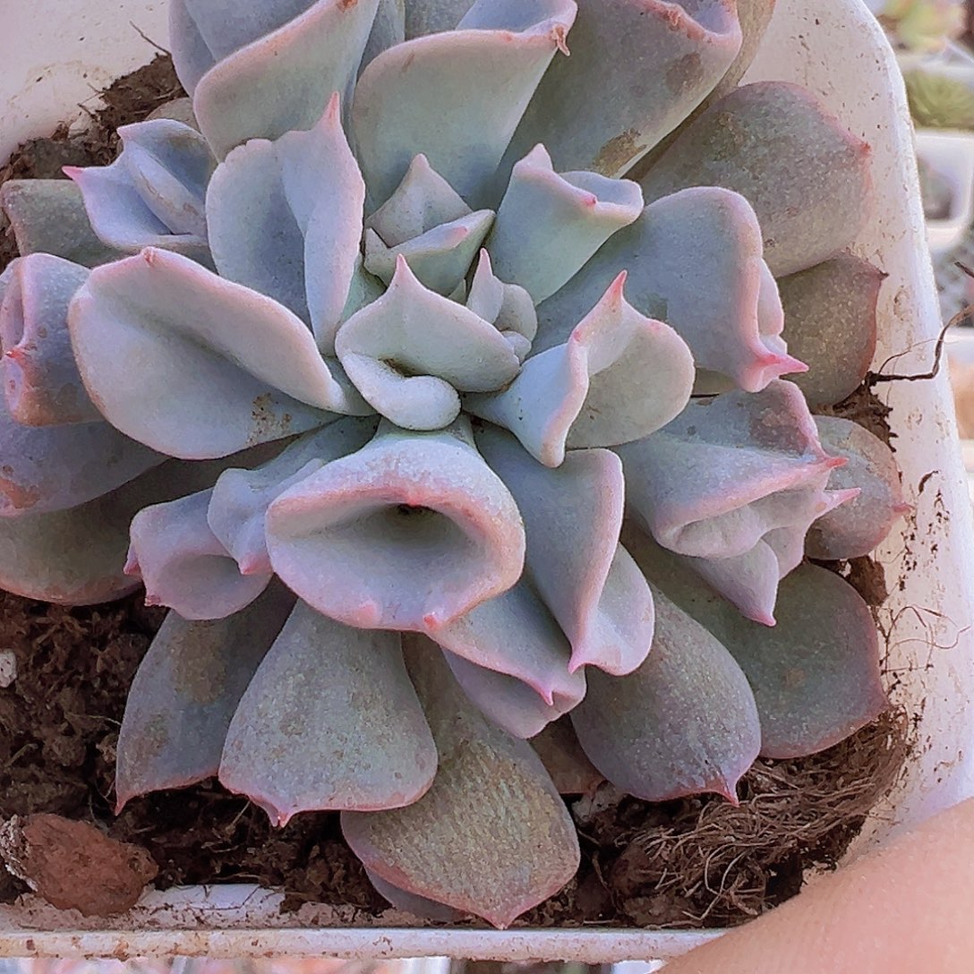 猪鼻子19包邮多肉