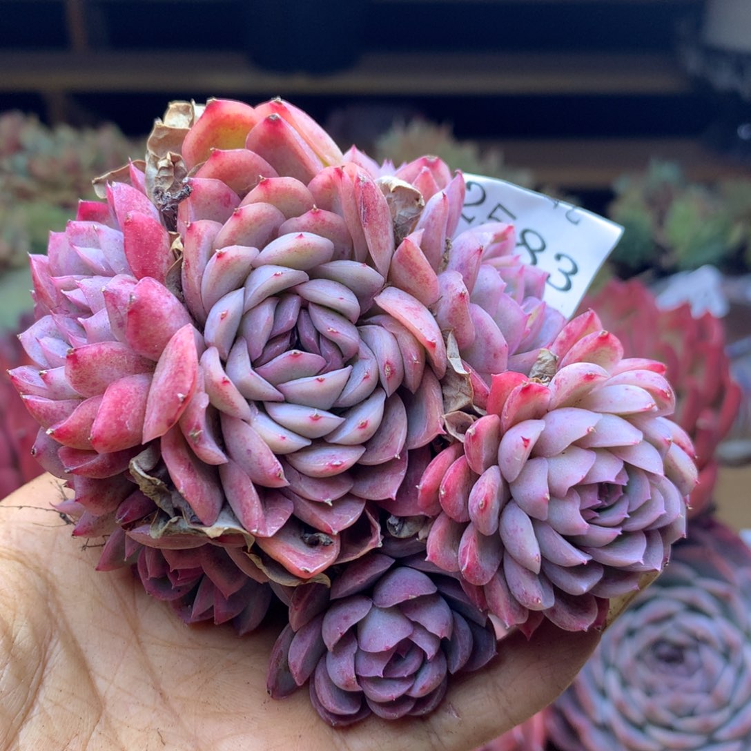 2583杂交精品基地11冠