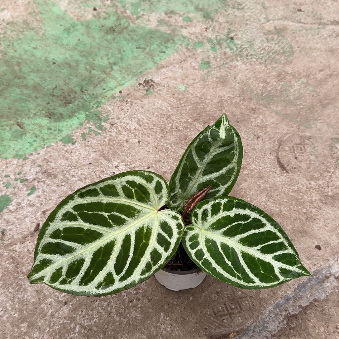 不开花植物一物一拍A112