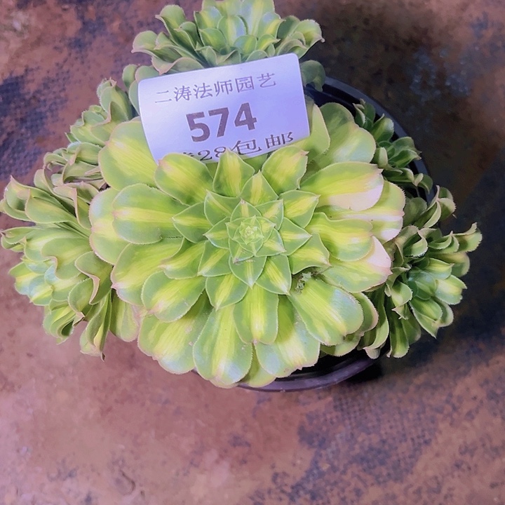 574翡翠琉璃多肉老桩