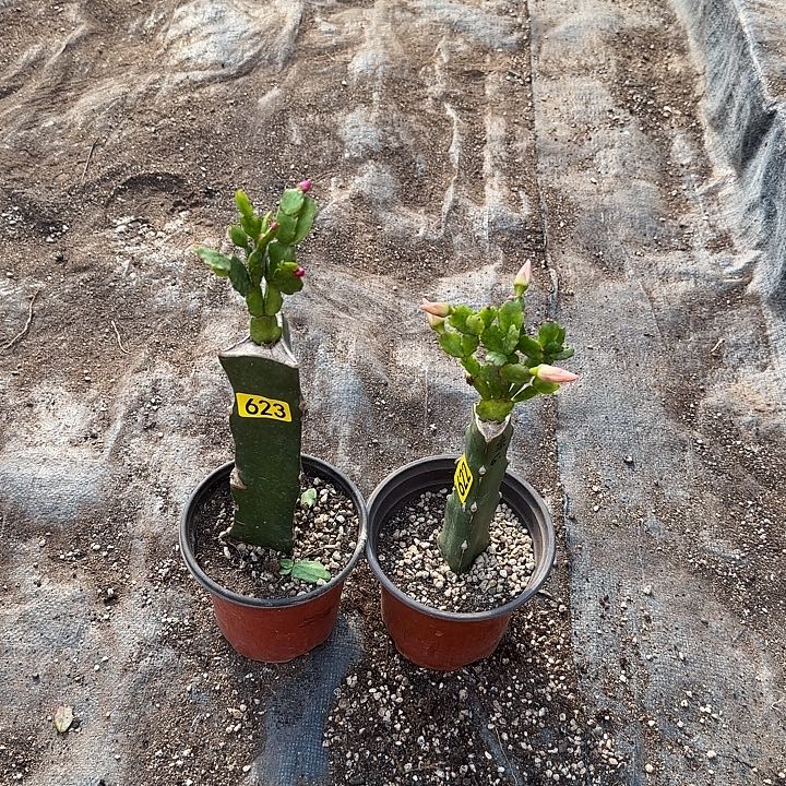 622+623嫁接蟹爪兰：沙伦+索菲亚