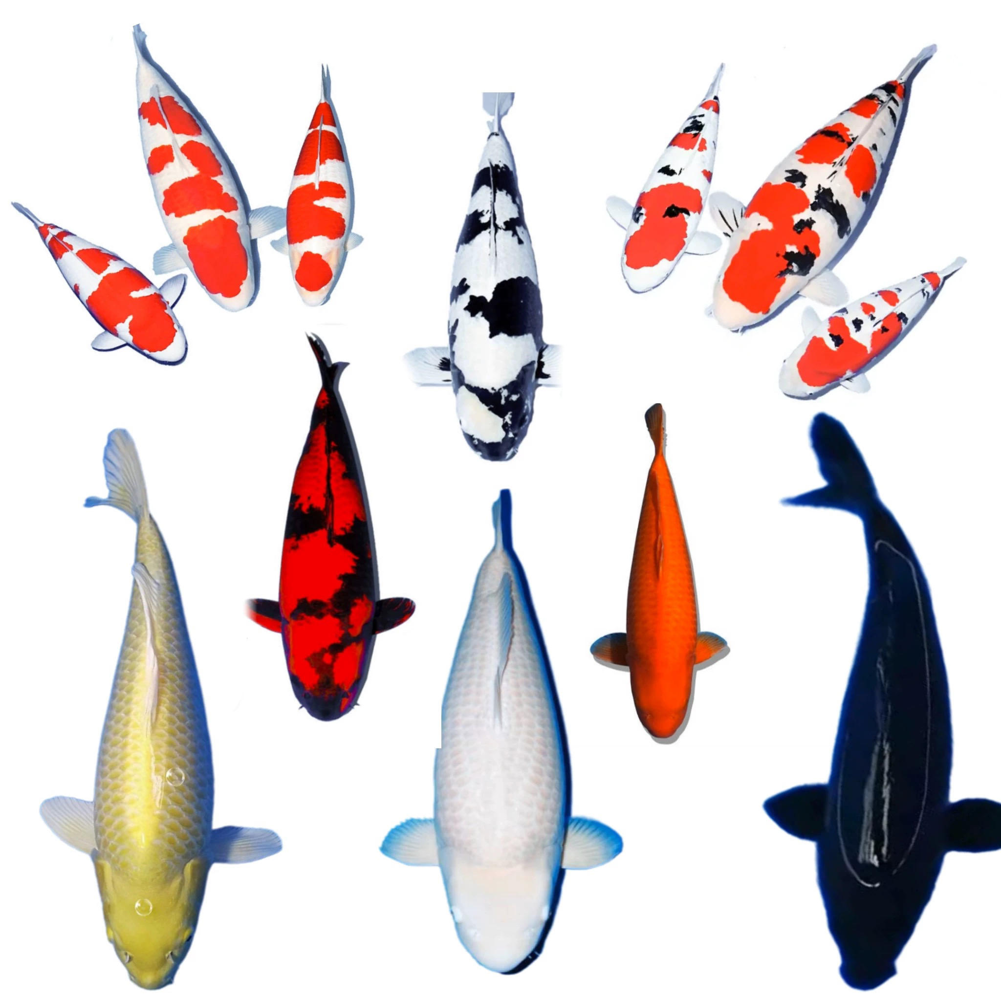 锦鲤鱼苗红白观赏鱼昭和白写大正包邮