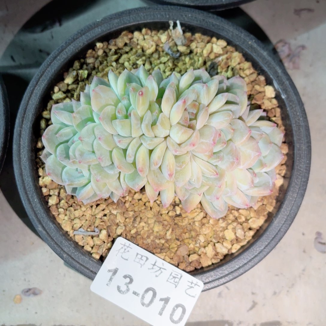 13.010冰魄缀化一个