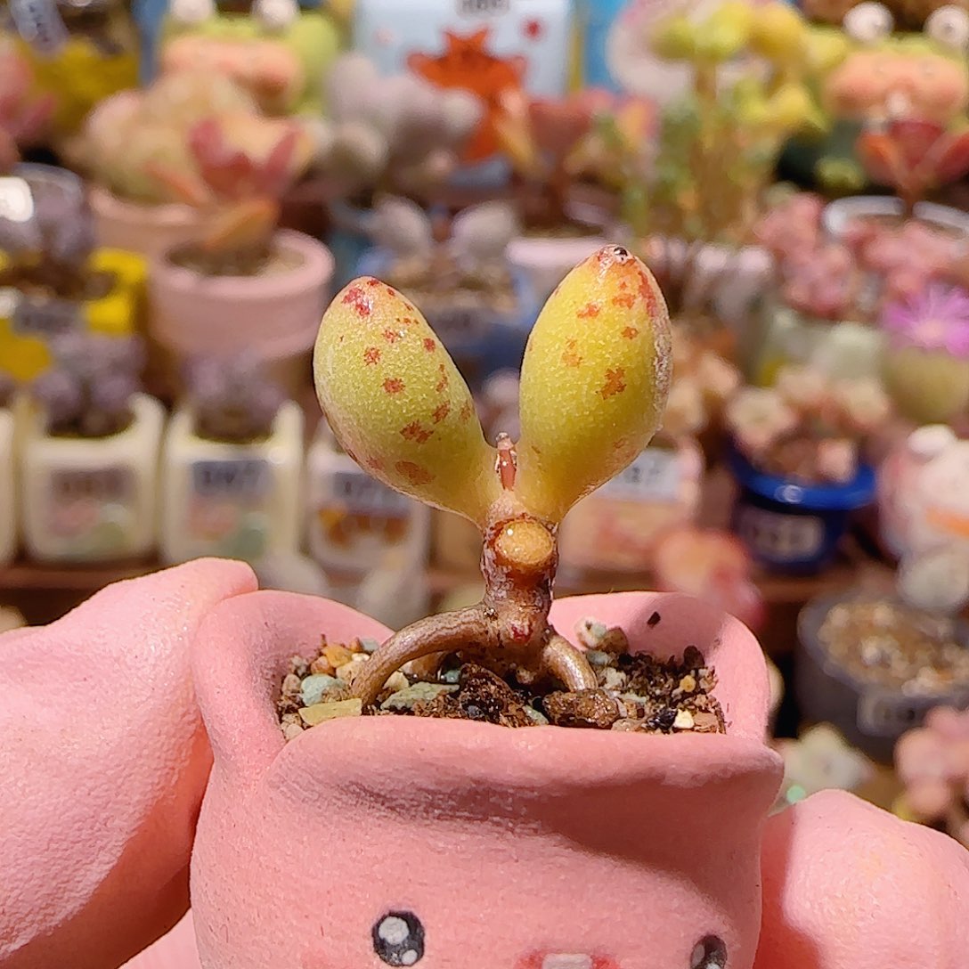 T可爱小黄鱼盆口1.5cm