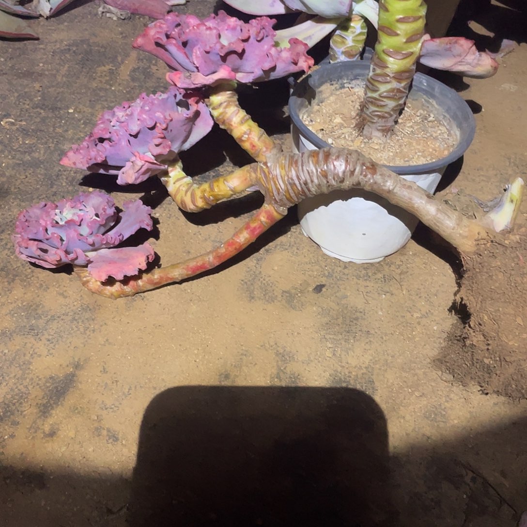 米***多A12包菜系列多肉植物1棵