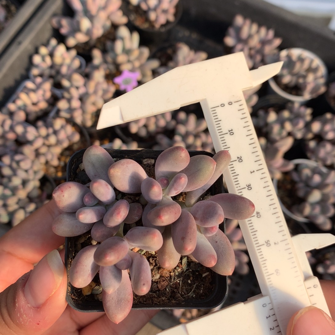 韩国彩虹奶多肉植物