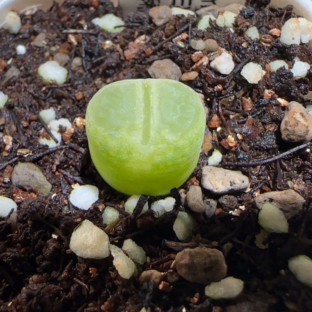 肉锥多肉植物百科-海豹风铃1093