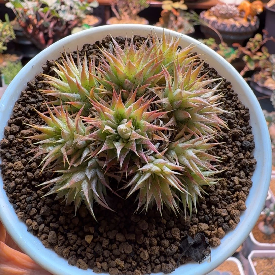 坨坨凤596 仙人球