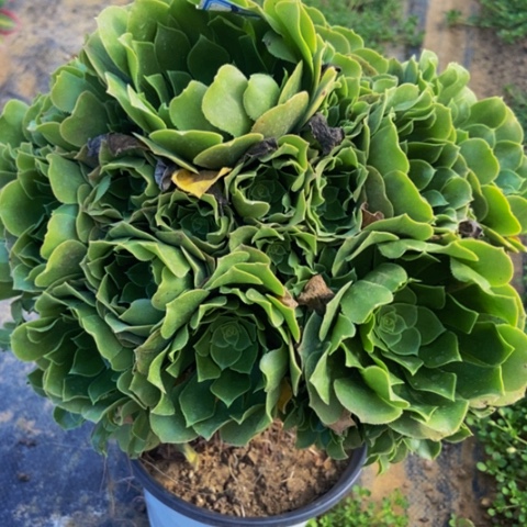 绿玫瑰多肉植物3多肉