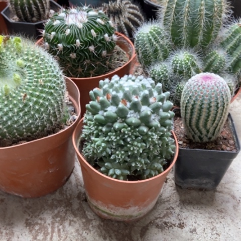 五盆仙人球30米仙人球