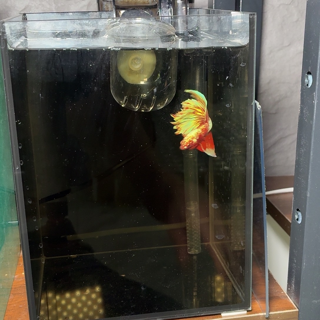 斗鱼彩金半月公鱼