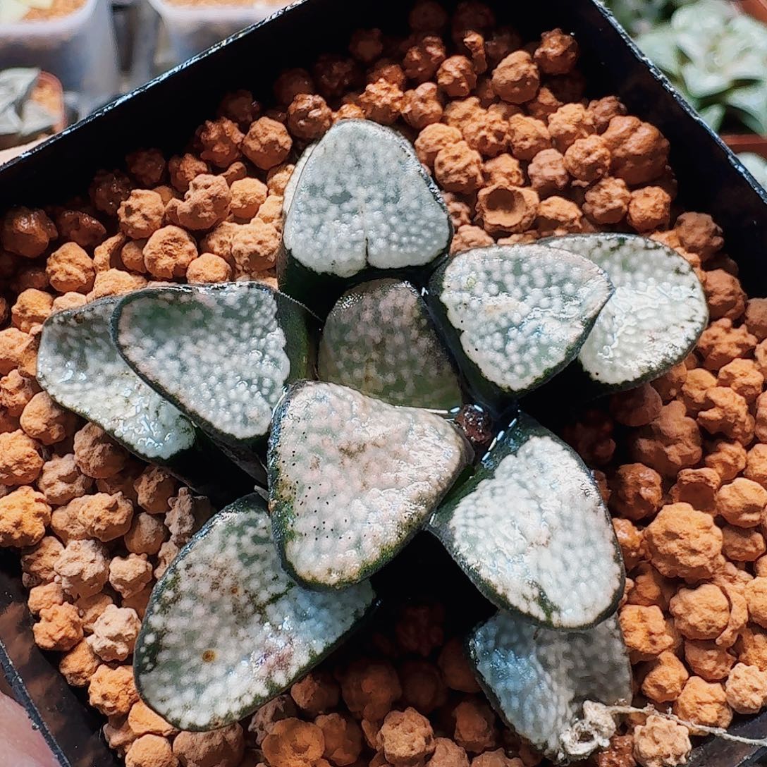 十二卷 点点寿母本 