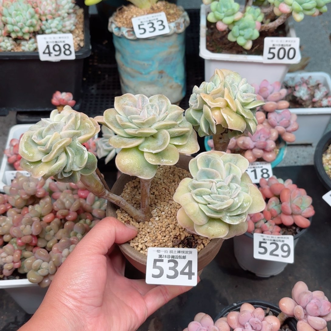 可爱玫瑰缀无盆土发货