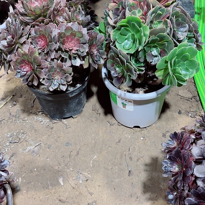 雨***虹男爵和灰姑娘11111