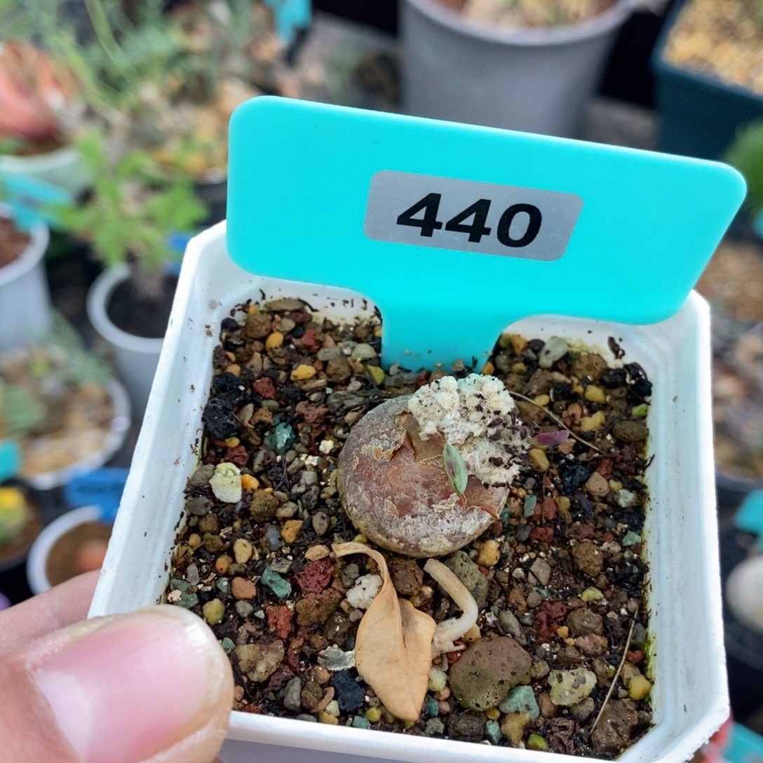 嗯特美厚炖菊多肉植物