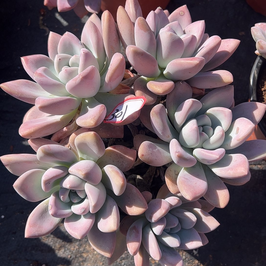 301号奥普大群老桩