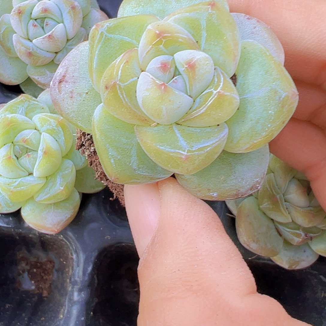 绿体糖心苗3颗多肉