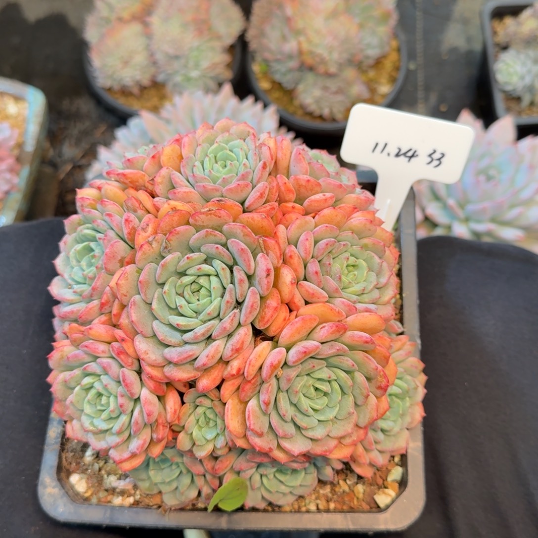 一物一拍白胖子大群33