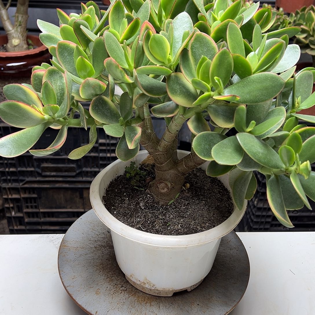 5年玉树锦带盆土发货