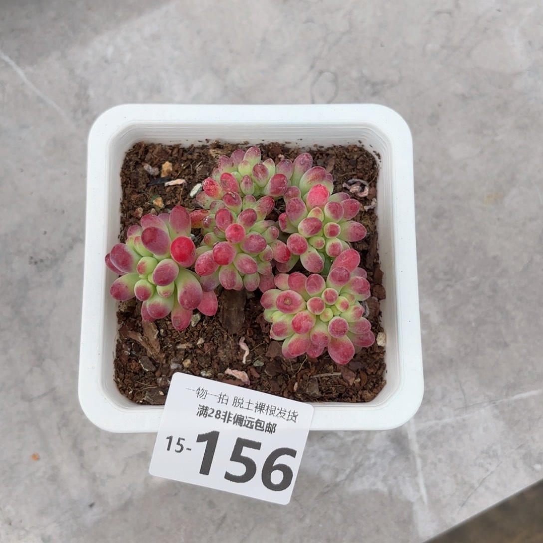 果冻乙女心缀化多肉多肉