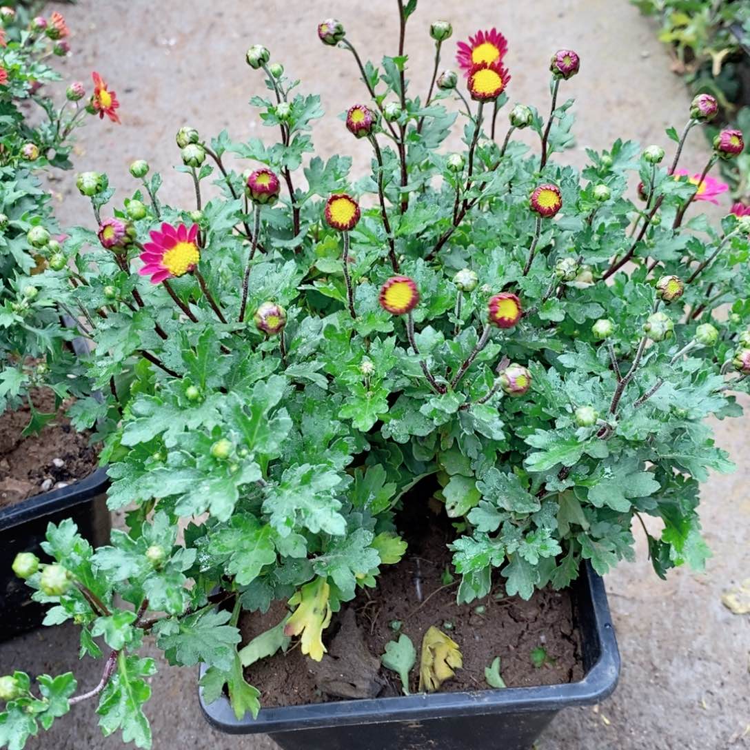 无花朵菊花菊花菊花