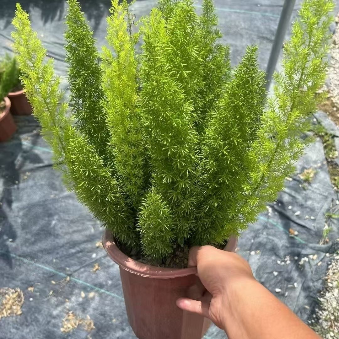 狐尾天门冬盆栽窗台阳台庭院耐热观叶四季常青多年生养易活植物