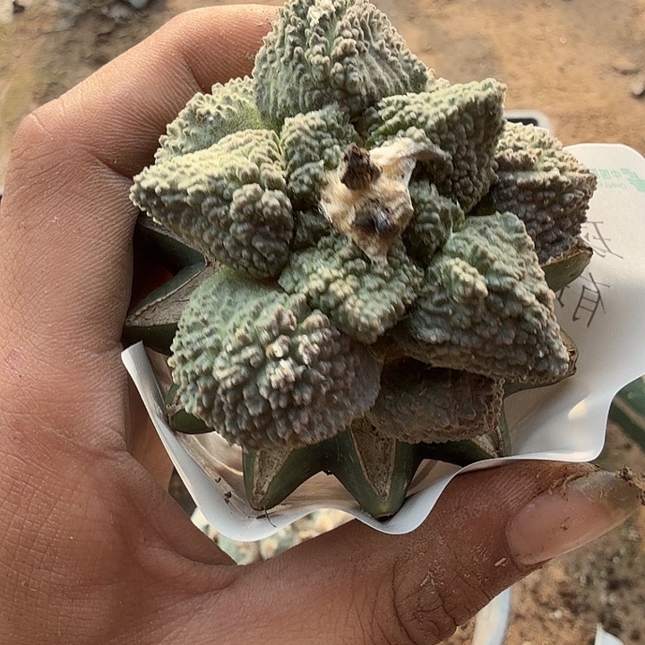 龟甲牡丹草球0223