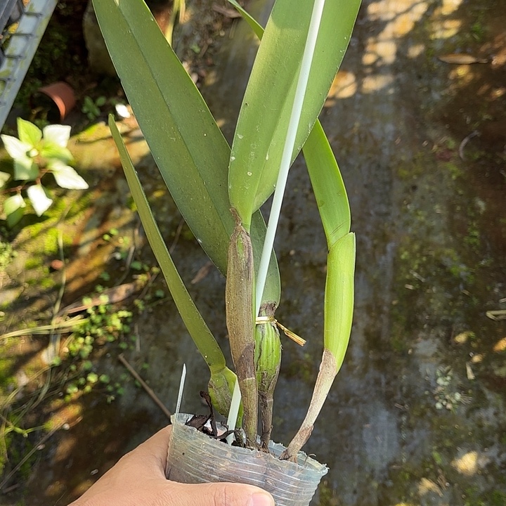 完全开放半白婆婆一颗