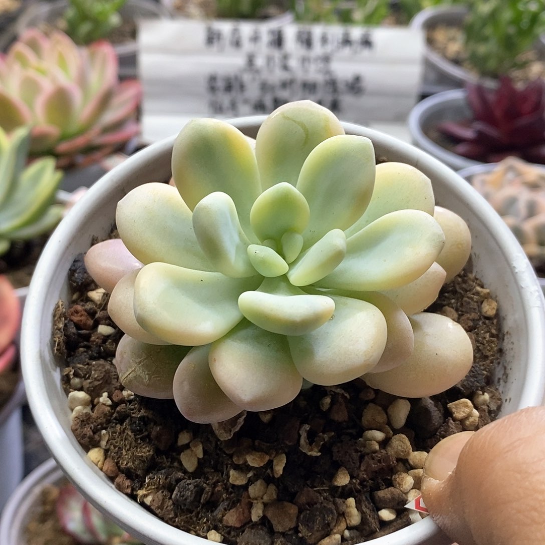 16107洛神锦多肉植物