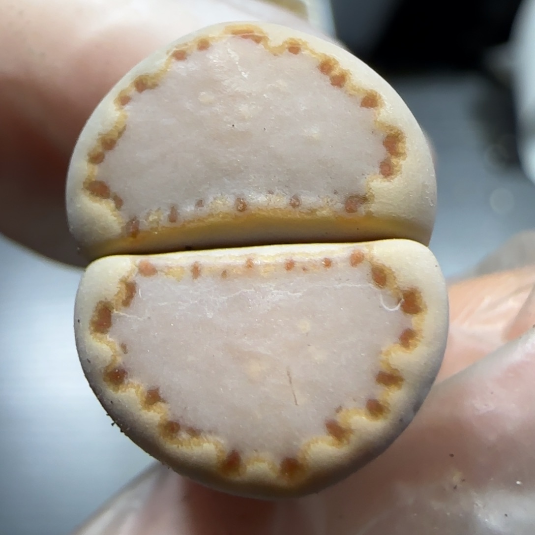 1.15 上播福利 .013饼干6014