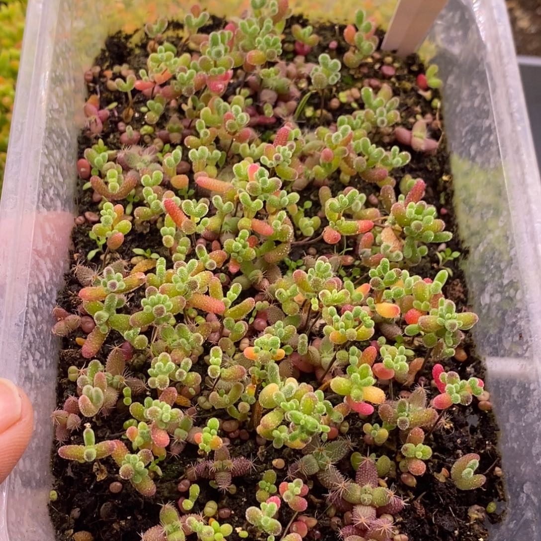 227混合切糕。300颗左右。     