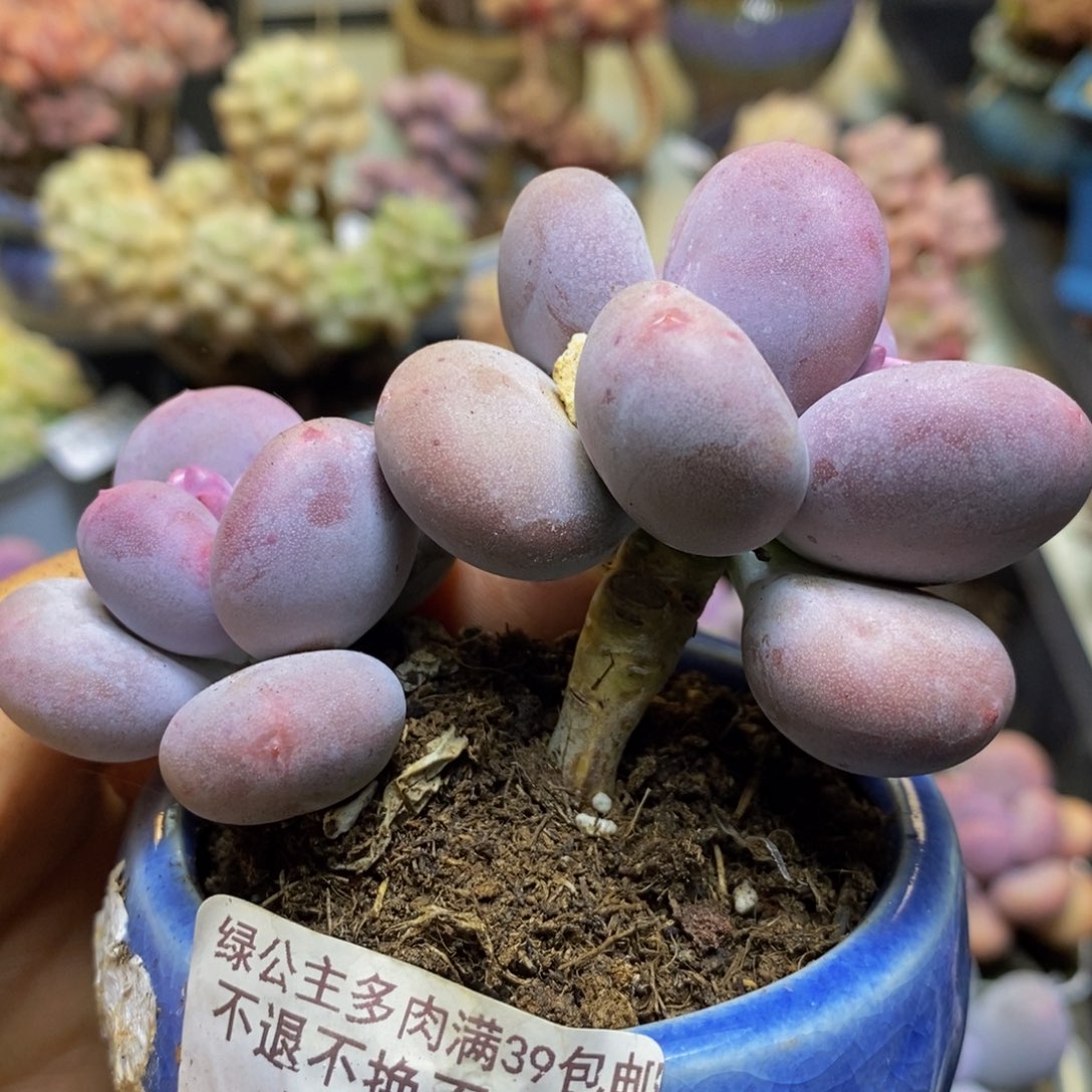 383 大叶奶酪7 厘米