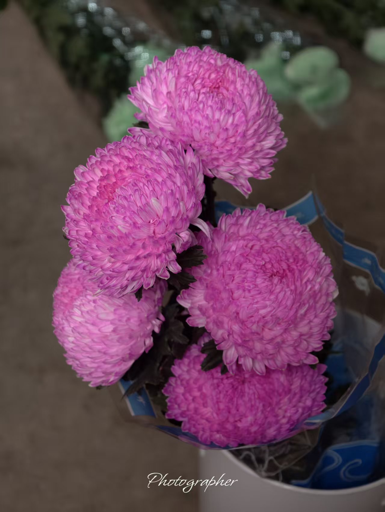 YZ【A级稀有芙蓉牡丹菊5支 】全场任意满两单鲜花升级快递