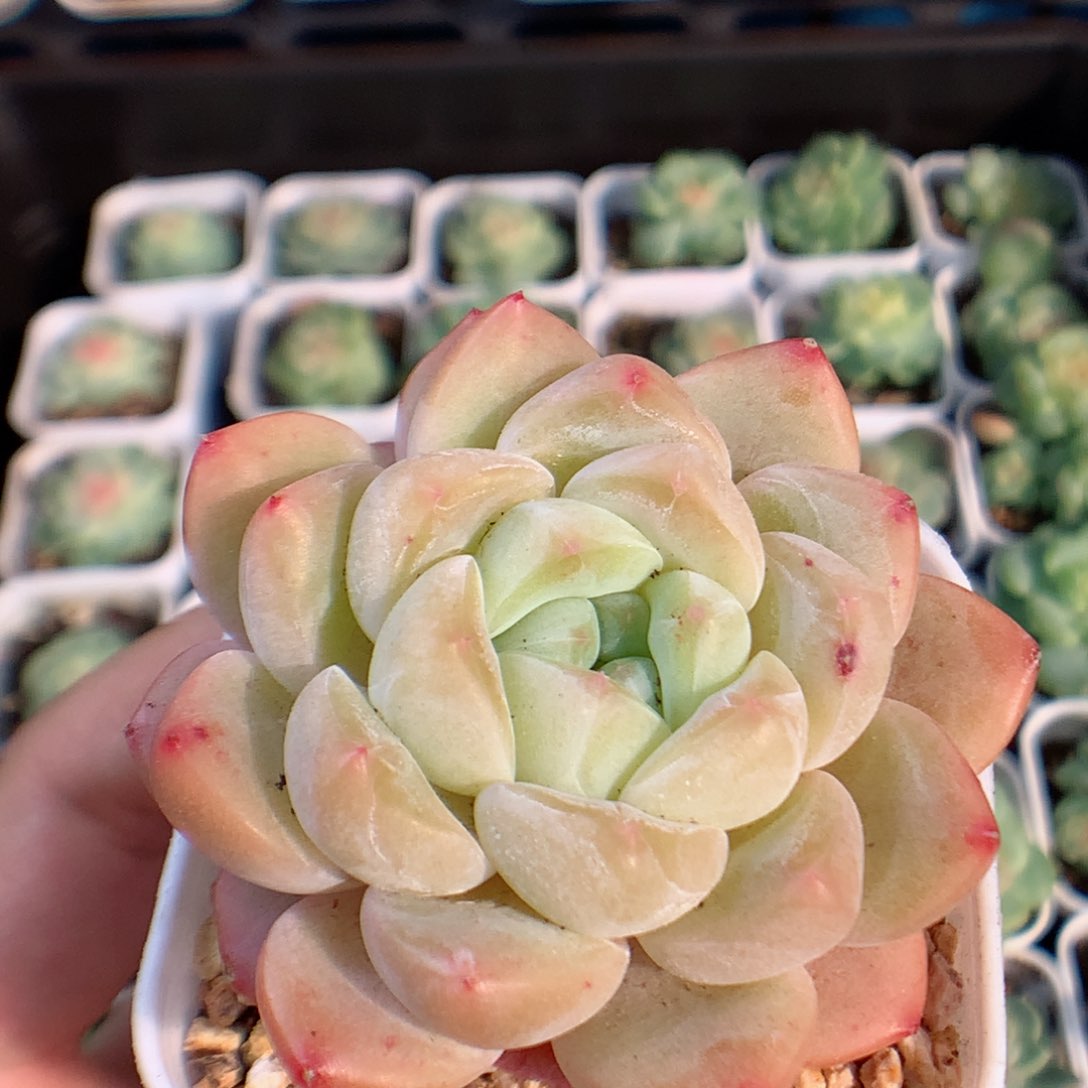 一物一拍精品多肉。糖心134