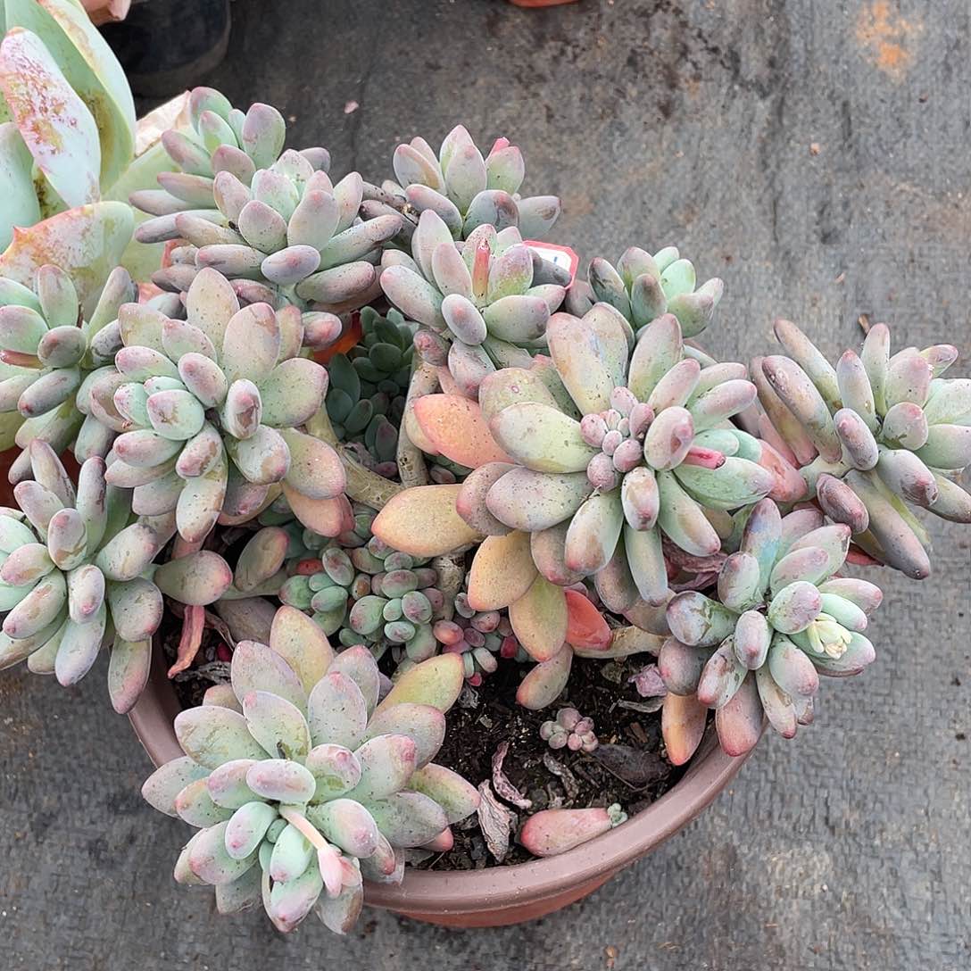 苹果奶1017 晓晓一物一拍