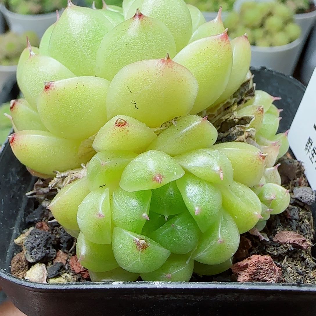 【闪购商品】0510-119包子麦杆