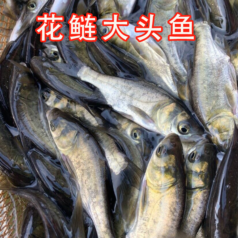 花鲢鳙鱼苗淡水养殖食用大头鱼苗胖头鱼鱼苗淡水活体养殖花鲢鱼苗