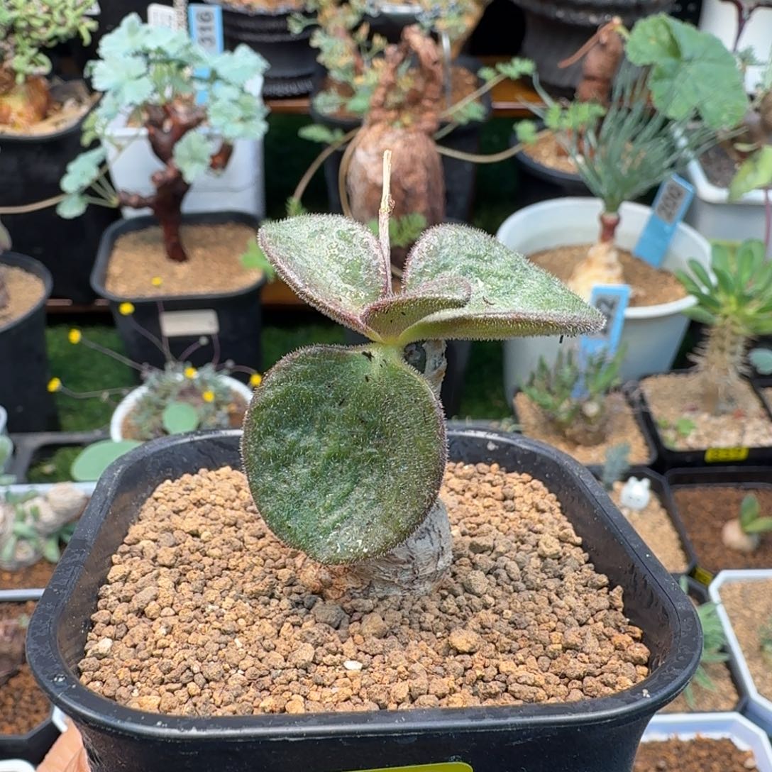 猪耳朵奇峰锦149 仙人掌