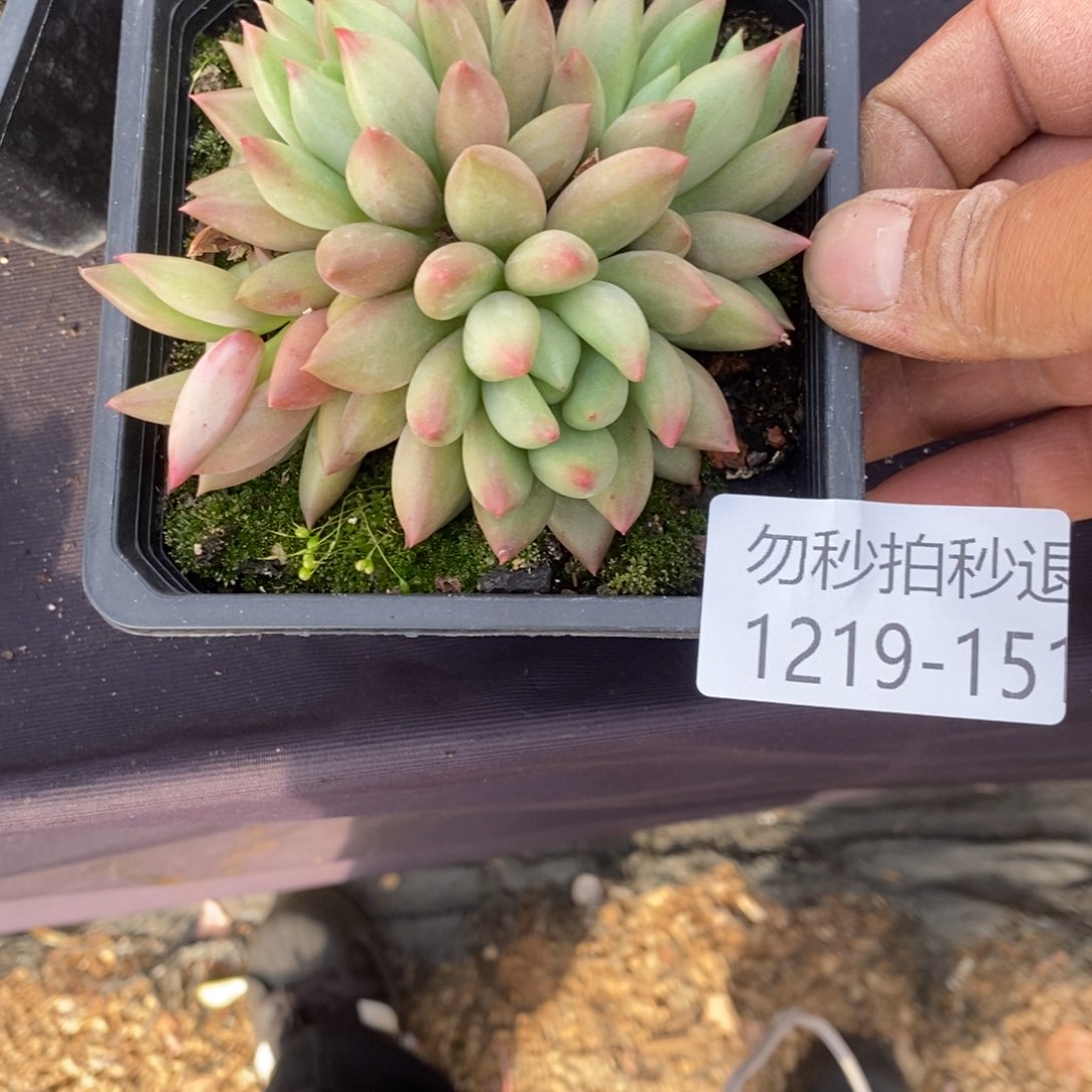 两单包邮1219-151美人