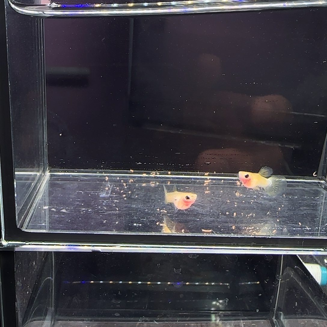 孔雀鱼粉猫幻彩一对