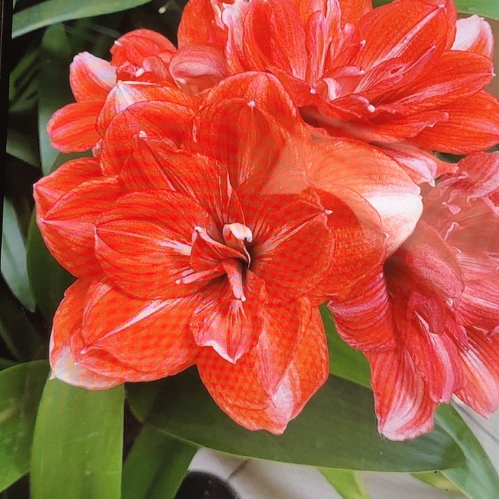 双重闪耀直径6-9厘米