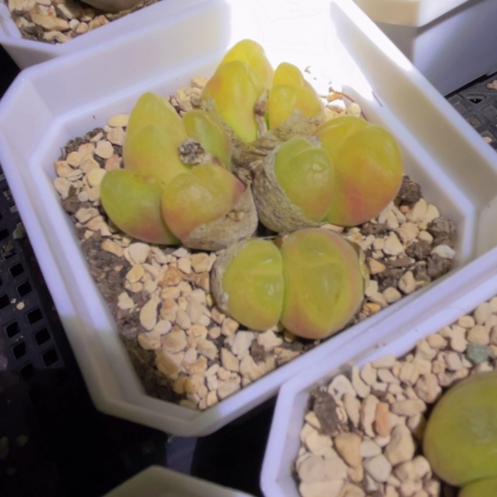 458888999988966555555555555