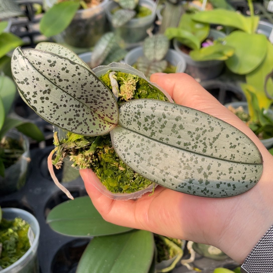 当前无花栽培后可以开花2.5盲盒西，3条根，高货西