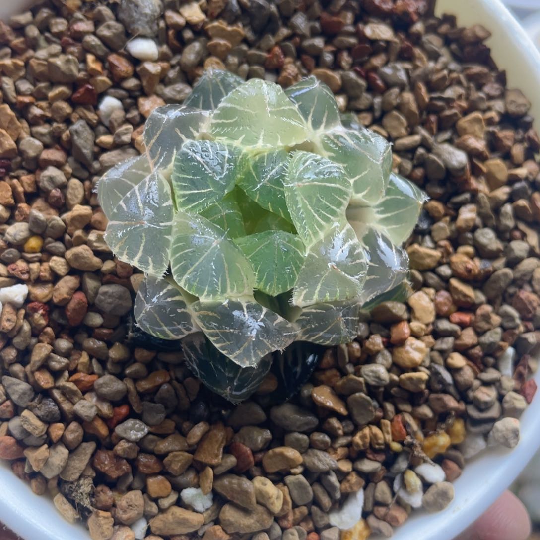 22.十二卷多肉白赤线玉露锦。