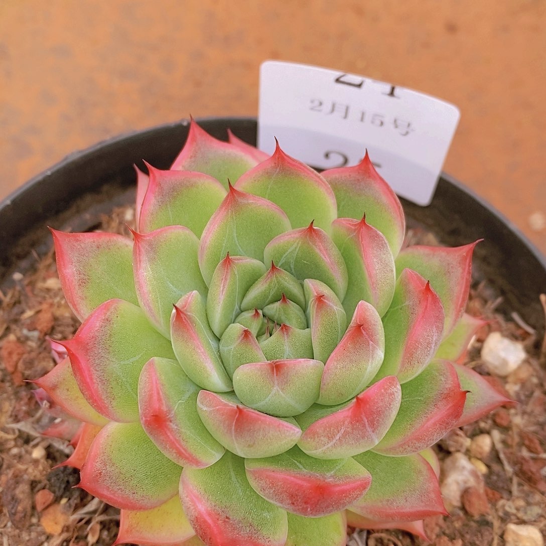 【闪购商品】云25号菲利克森